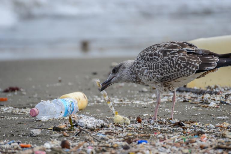 Plaża w Neapolu pełna śmieci