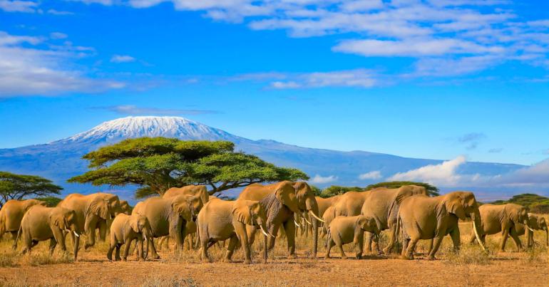 Kenia, park narodowy, safari