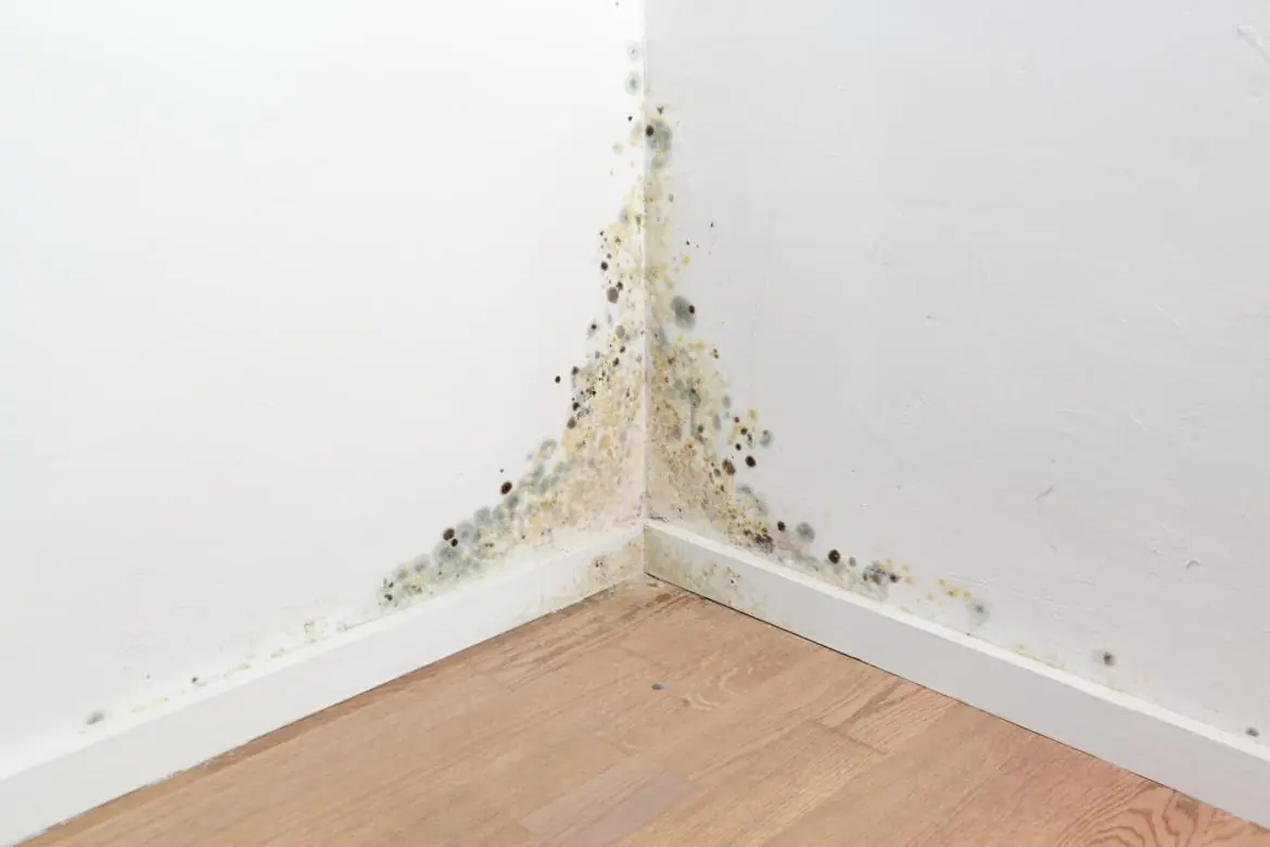 narożnik ścian w mieszkaniu, na którym pojawił się grzyb