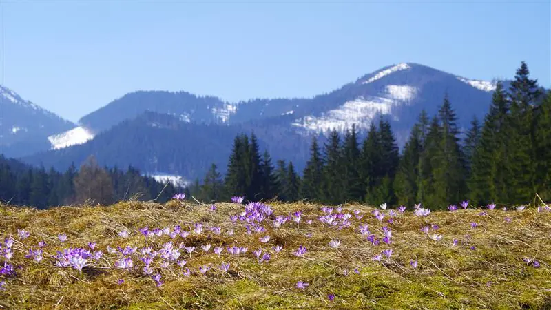 Kwitnące krokusy w górach