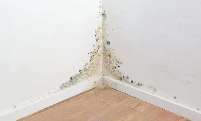 narożnik ścian w mieszkaniu, na którym pojawił się grzyb