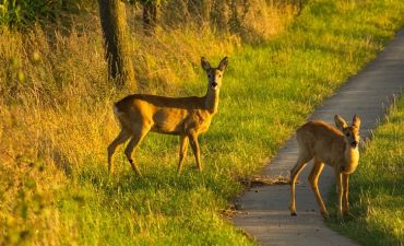 sarny wchodzące na drogę leśną