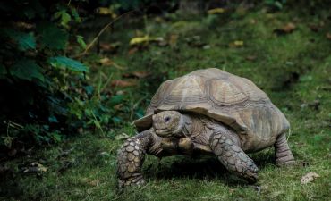 Żółwie na Galapagos