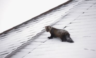 kuna na dachu w śniegu