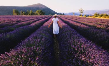 pola lawendy w Prowansji