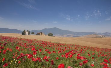 Kościół wiejski i pole maków w Toskanii