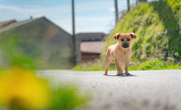 potrącenie psa przez samochód