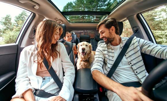 Jak przewozić psa w samochodzie? Aktualne przepisy
