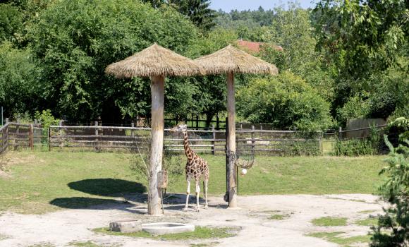 ZOO w Pradze - jak zaplanować wycieczkę? Bilety i informacje praktyczne