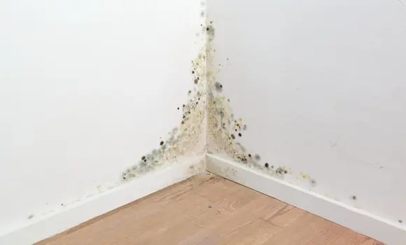 Odszkodowanie za grzyb i wilgoć w mieszkaniu? Poradnik krok po kroku
