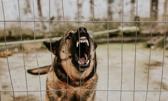 Polacy podzieleni w sprawie obowiązkowego OC dla opiekunów psów, choć pogryzień jest więcej niż wypadków drogowych