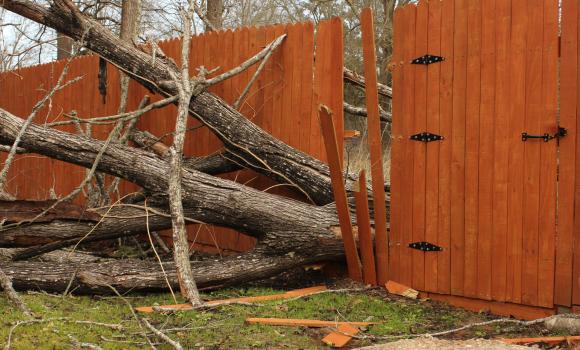 Złamane drzewo przy płocie