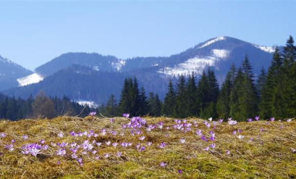 18°C w marcu to już norma? Polacy coraz częściej widzą zmiany klimatu